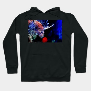 Red lionfish or zebrafish underwater Hoodie